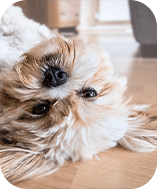 Y.I様 (50代女性)